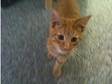 Found Ginger tabby cat in Woodley area. Found dark....