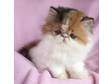 Persian Pedigree kittens for sale,  one male,  one....