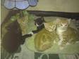 5 lovely kittens for sale in Reading. 5 gorgeous kittens....