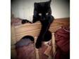Urgent,  Young Pure black cat,  chipped,  looking for a....