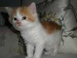 ADORABLE CARAMEL and white coloured home reared boy....