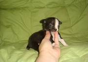 ~~~Gorgeous Mlae and Female Chihuahuas Puppies ~~~Please contact