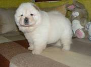 Healthy Chow Chow Puppies For Good Looking Homes