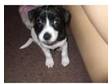 14 week old black and white jack russell. mini is 14....