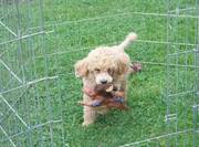 Standard Poodle Puppies For Lovely Homes