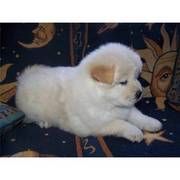 Affectionate x-mass kc chow chow puppy ready to go