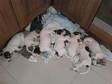 jack russell puppies for sale. gorgeous jack russell....