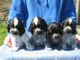 Cocker Spaniel Pups,  blue Roen,  also black & white, ....