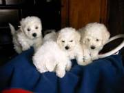 Fluffy white little girls and boy bichon frise puppies