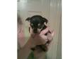 2 beautiful tiny chihuahua x jack russell puppies for sale