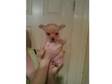 Beautiful tiny chihuahua x jack russell puppies for....