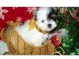 healthy yorkshire terrier puppy for adoption. KC....