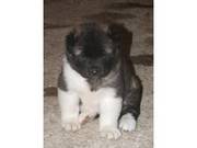 We have female and male Akita pups for sale