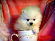 Teacup Pomeranian puppy for sale