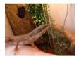 breeding trio of green anoles. hii i have 3 green anoles....