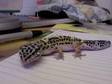 FOR SALE 09 baby leopard gecko. As title sats i have a....