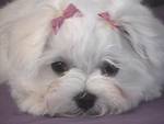 two cute maltese puppies available for adoption